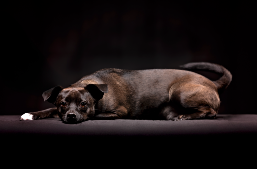 Dog laying down  portrait